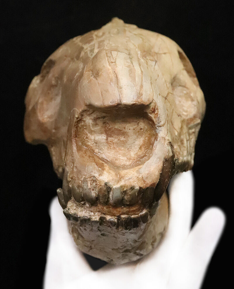 メリコイドドン（Merycoidodon）としては歴代トップ級の立体3D頭骨化石！上下顎が揃い、歯列も残り、潰れもなく、サイズもある……これぞコレクターズアイテム