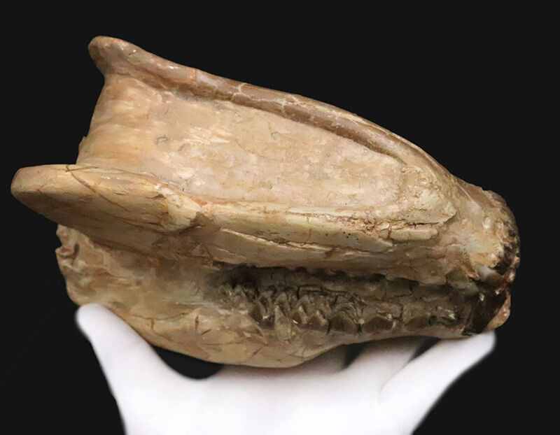 メリコイドドン（Merycoidodon）としては歴代トップ級の立体3D頭骨化石！上下顎が揃い、歯列も残り、潰れもなく、サイズもある……これぞコレクターズアイテム