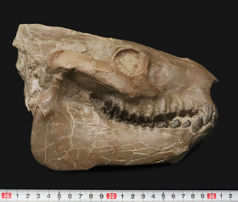 メリコイドドン（Merycoidodon）としては歴代トップ級の立体3D頭骨化石！上下顎が揃い、歯列も残り、潰れもなく、サイズもある……これぞコレクターズアイテム