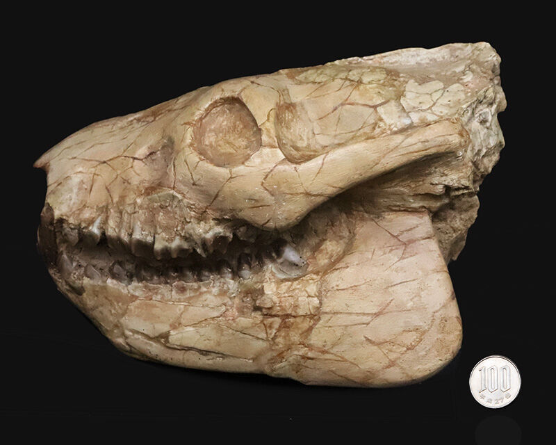 メリコイドドン（Merycoidodon）としては歴代トップ級の立体3D頭骨化石！上下顎が揃い、歯列も残り、潰れもなく、サイズもある……これぞコレクターズアイテム