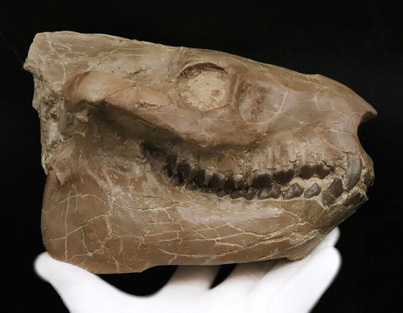 メリコイドドン（Merycoidodon）としては歴代トップ級の立体3D頭骨化石！上下顎が揃い、歯列も残り、潰れもなく、サイズもある……これぞコレクターズアイテム