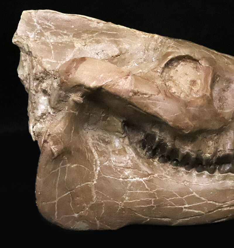 メリコイドドン（Merycoidodon）としては歴代トップ級の立体3D頭骨化石！上下顎が揃い、歯列も残り、潰れもなく、サイズもある……これぞコレクターズアイテム