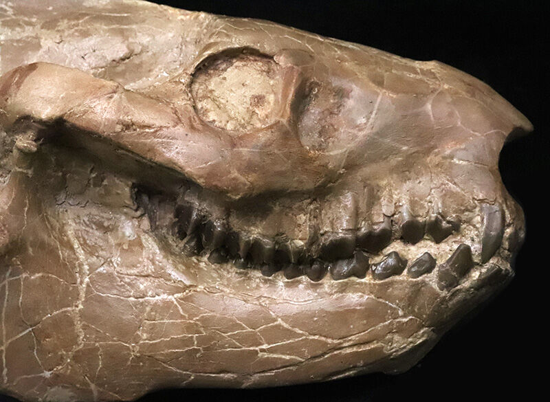 メリコイドドン（Merycoidodon）としては歴代トップ級の立体3D頭骨化石！上下顎が揃い、歯列も残り、潰れもなく、サイズもある……これぞコレクターズアイテム