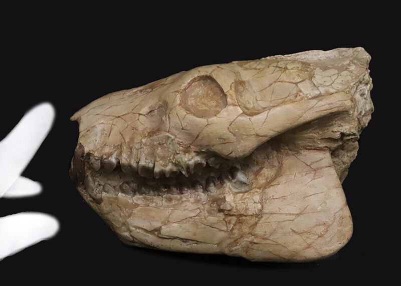 メリコイドドン（Merycoidodon）としては歴代トップ級の立体3D頭骨化石！上下顎が揃い、歯列も残り、潰れもなく、サイズもある……これぞコレクターズアイテム