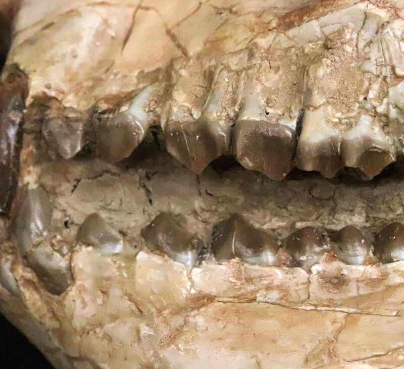 メリコイドドン（Merycoidodon）としては歴代トップ級の立体3D頭骨化石！上下顎が揃い、歯列も残り、潰れもなく、サイズもある……これぞコレクターズアイテム