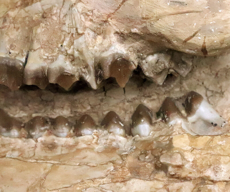 メリコイドドン（Merycoidodon）としては歴代トップ級の立体3D頭骨化石！上下顎が揃い、歯列も残り、潰れもなく、サイズもある……これぞコレクターズアイテム