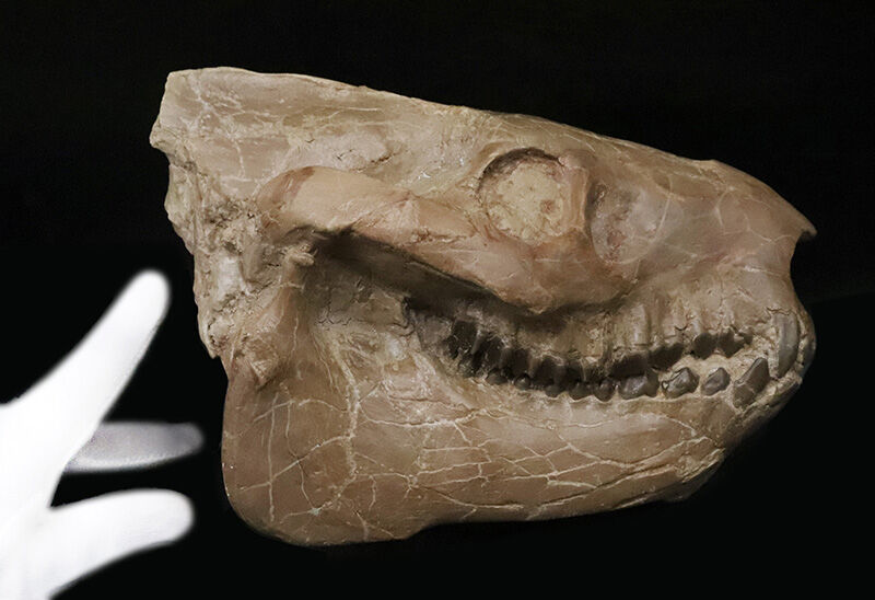 メリコイドドン（Merycoidodon）としては歴代トップ級の立体3D頭骨化石！上下顎が揃い、歯列も残り、潰れもなく、サイズもある……これぞコレクターズアイテム