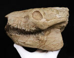 メリコイドドン（Merycoidodon）としては歴代トップ級の立体3D頭骨化石！上下顎が揃い、歯列も残り、潰れもなく、サイズもある……これぞコレクターズアイテム