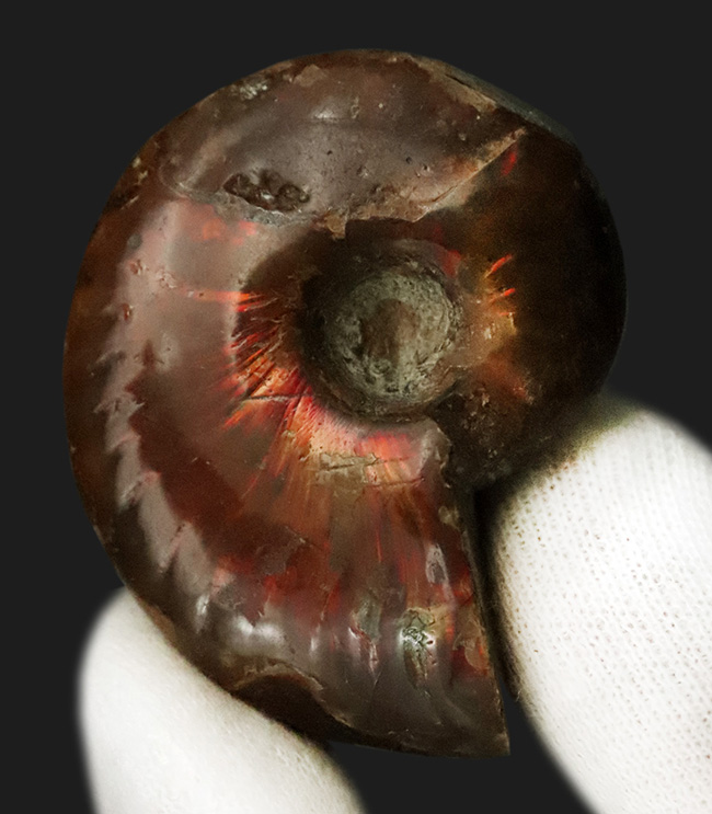 深みのある赤の遊色が魅力的な、マダガスカル産のアンモナイト、クレオニセラス（Cleoniceras）（その1）