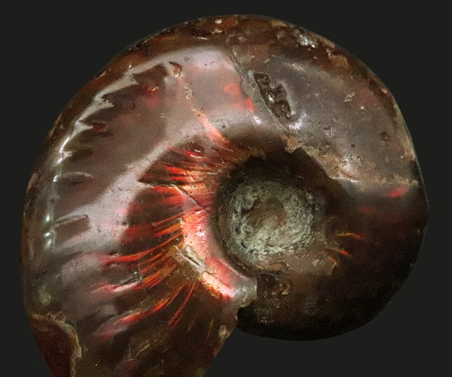 深みのある赤の遊色が魅力的な、マダガスカル産のアンモナイト、クレオニセラス（Cleoniceras）（その2）