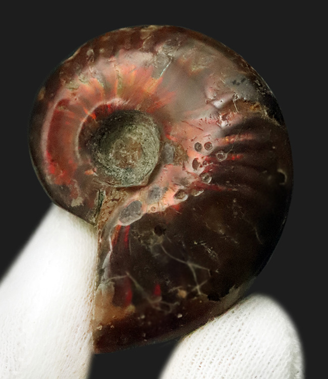 深みのある赤の遊色が魅力的な、マダガスカル産のアンモナイト、クレオニセラス（Cleoniceras）（その3）