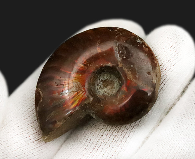 深みのある赤の遊色が魅力的な、マダガスカル産のアンモナイト、クレオニセラス（Cleoniceras）（その4）