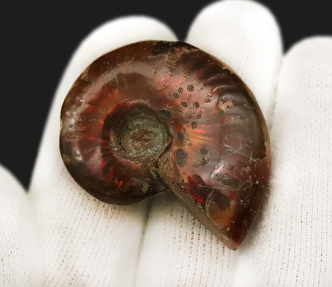 深みのある赤の遊色が魅力的な、マダガスカル産のアンモナイト、クレオニセラス（Cleoniceras）（その5）