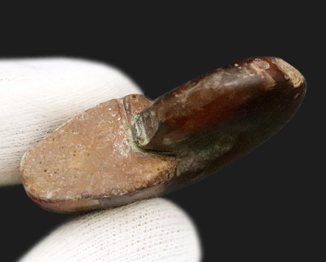 深みのある赤の遊色が魅力的な、マダガスカル産のアンモナイト、クレオニセラス（Cleoniceras）（その6）