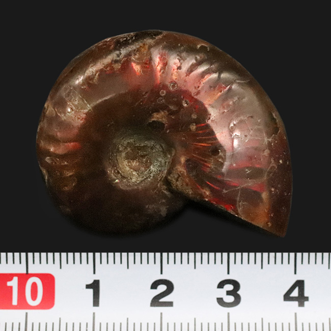 深みのある赤の遊色が魅力的な、マダガスカル産のアンモナイト、クレオニセラス（Cleoniceras）（その7）