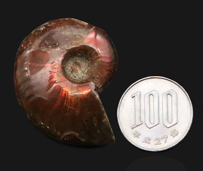 深みのある赤の遊色が魅力的な、マダガスカル産のアンモナイト、クレオニセラス（Cleoniceras）（その8）