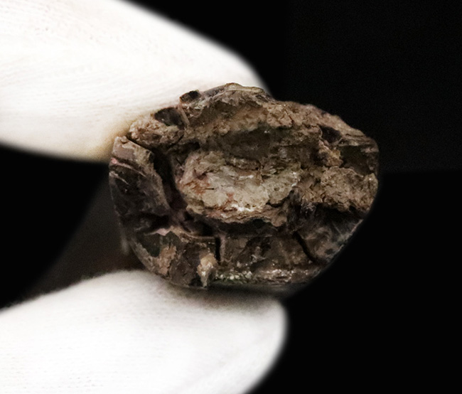 100％ナチュラル！この分厚さ、成体歯ならではの重厚なフォルム、精緻なディテール。一級を超えた特級標本。米国モンタナ州産ティラノサウルス科ダスプレトサウルス（Daspletosaurus）の巨大成体歯（その8）