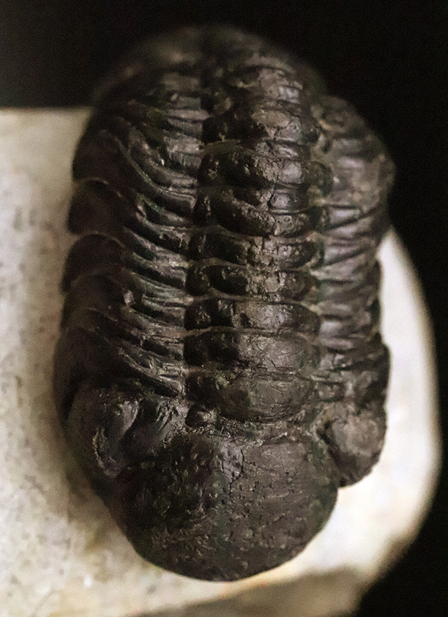 ファコプス類の代表格・ペディノパリオプス（Pedinopariops）の上質個体（その1）