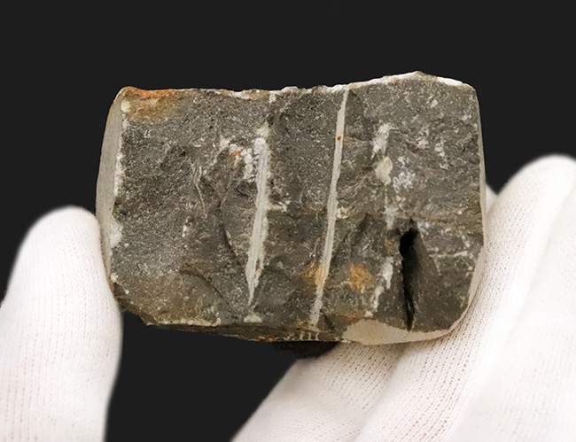 ファコプス類の代表格・ペディノパリオプス（Pedinopariops）の上質個体（その10）