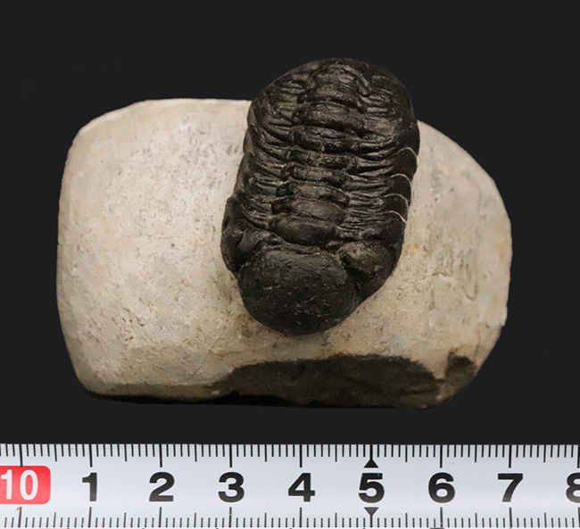 ファコプス類の代表格・ペディノパリオプス（Pedinopariops）の上質個体（その11）