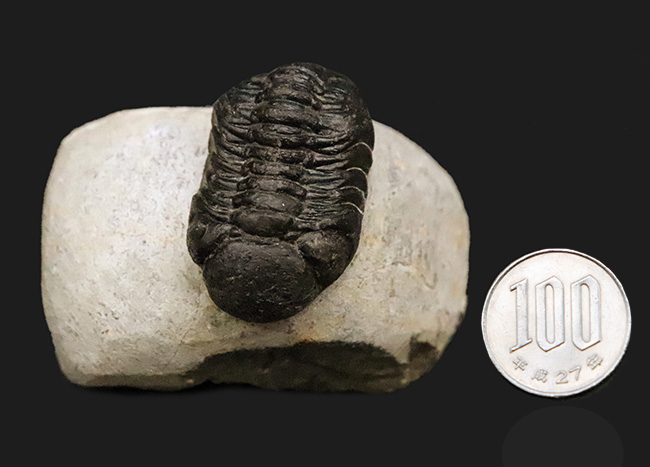 ファコプス類の代表格・ペディノパリオプス（Pedinopariops）の上質個体（その12）