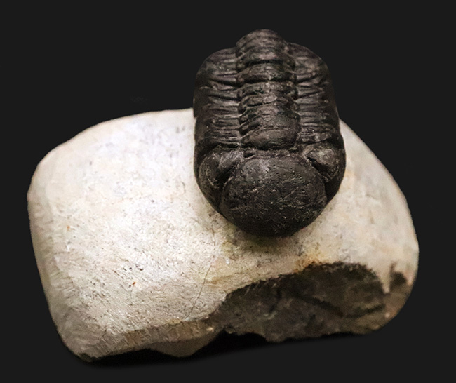 ファコプス類の代表格・ペディノパリオプス（Pedinopariops）の上質個体（その2）