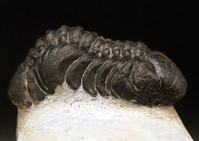 ファコプス類の代表格・ペディノパリオプス（Pedinopariops）の上質個体（その3）