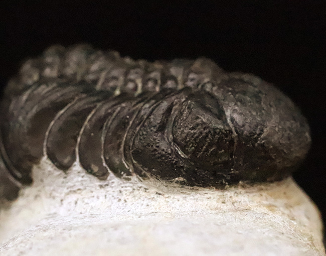 ファコプス類の代表格・ペディノパリオプス（Pedinopariops）の上質個体（その4）