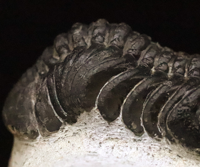 ファコプス類の代表格・ペディノパリオプス（Pedinopariops）の上質個体（その5）