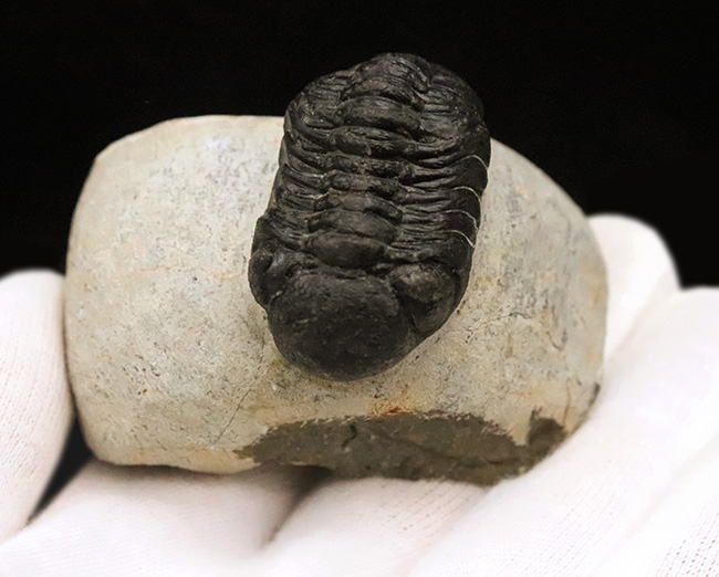 ファコプス類の代表格・ペディノパリオプス（Pedinopariops）の上質個体（その6）