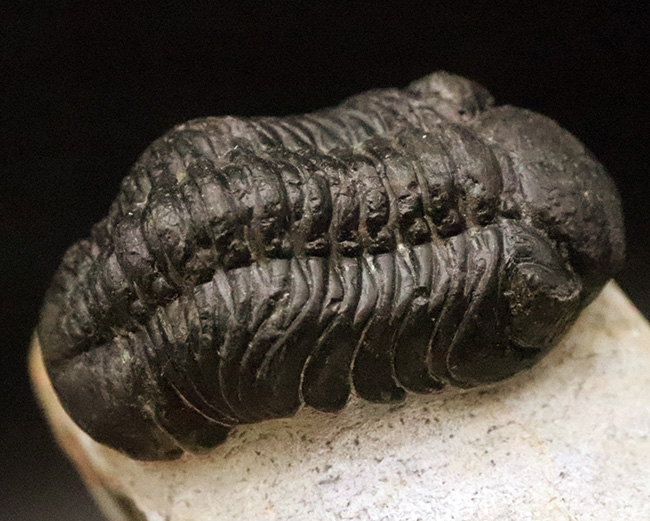 ファコプス類の代表格・ペディノパリオプス（Pedinopariops）の上質個体（その7）