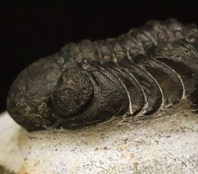 ファコプス類の代表格・ペディノパリオプス（Pedinopariops）の上質個体（その8）