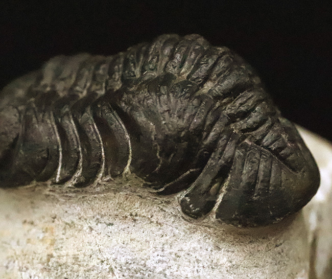 ファコプス類の代表格・ペディノパリオプス（Pedinopariops）の上質個体（その9）