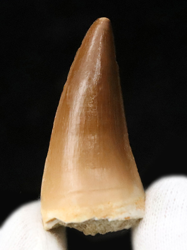 厳選美品！白亜紀後期の海の王者、モササウルス（Mosasaurus）の歯化石（その1）