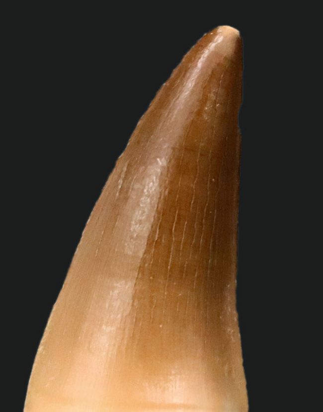 厳選美品！白亜紀後期の海の王者、モササウルス（Mosasaurus）の歯化石（その2）