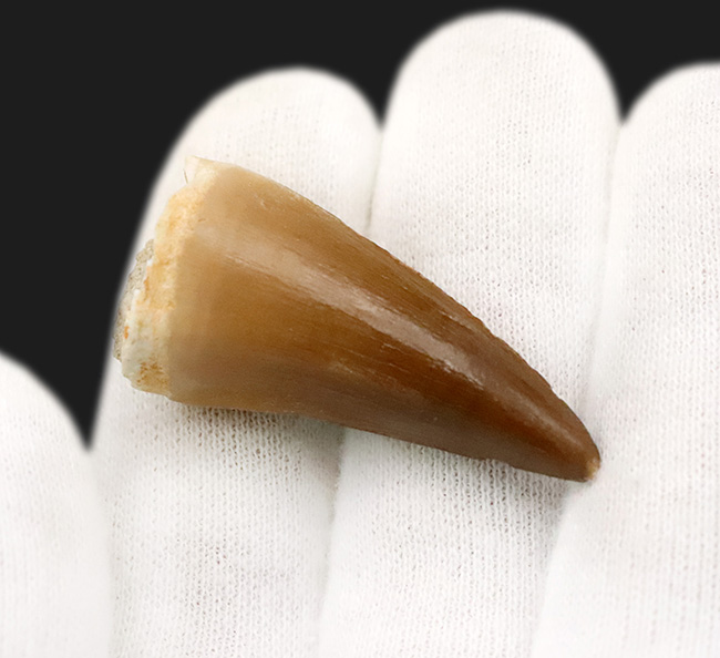 厳選美品！白亜紀後期の海の王者、モササウルス（Mosasaurus）の歯化石（その3）