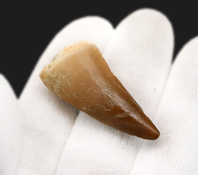 厳選美品！白亜紀後期の海の王者、モササウルス（Mosasaurus）の歯化石（その4）