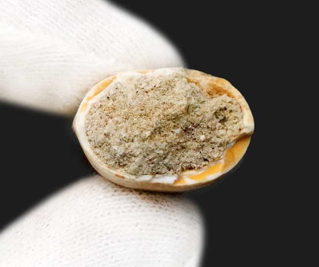 厳選美品！白亜紀後期の海の王者、モササウルス（Mosasaurus）の歯化石（その5）