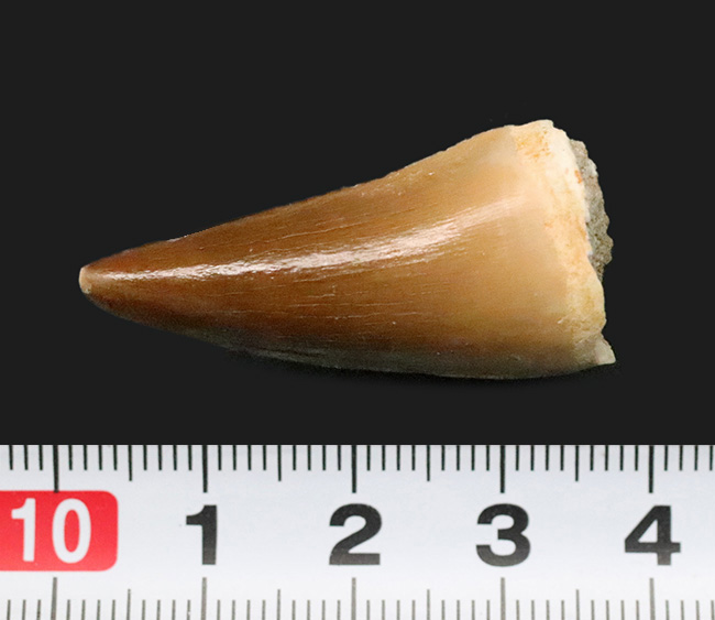 厳選美品！白亜紀後期の海の王者、モササウルス（Mosasaurus）の歯化石（その6）