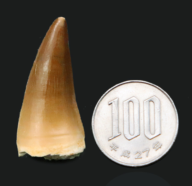 厳選美品！白亜紀後期の海の王者、モササウルス（Mosasaurus）の歯化石（その7）