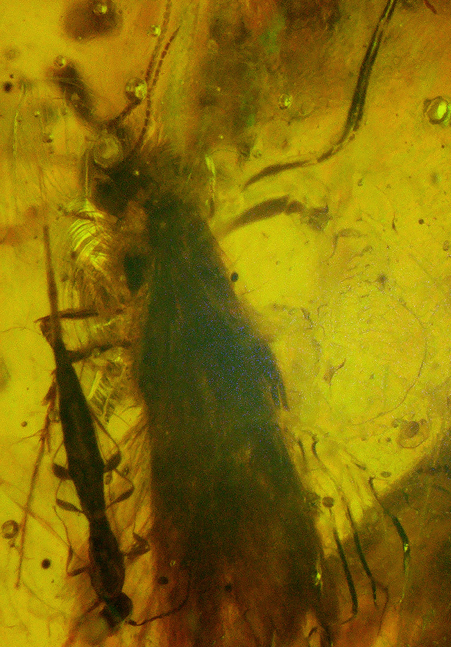 大きい、25ミリ級！多種多様な虫を含み、透明度も高い、非常に美しいバーマイト（Burmite）（その1）