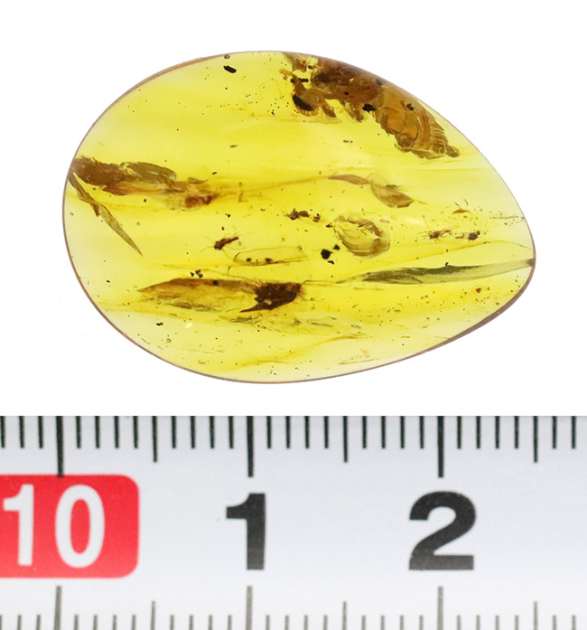 大きい、25ミリ級！多種多様な虫を含み、透明度も高い、非常に美しいバーマイト（Burmite）（その12）