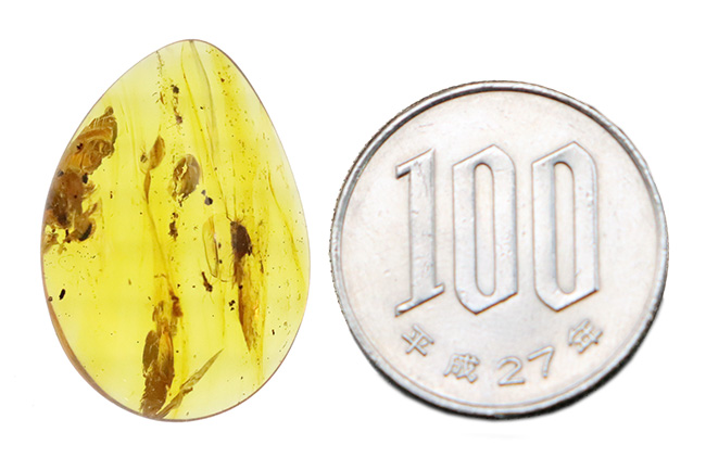 大きい、25ミリ級！多種多様な虫を含み、透明度も高い、非常に美しいバーマイト（Burmite）（その13）