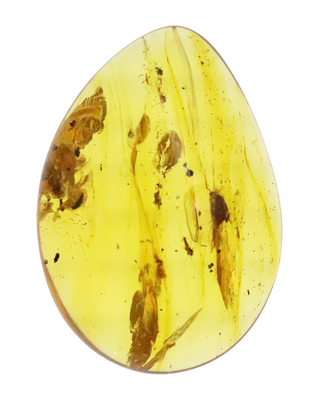 大きい、25ミリ級！多種多様な虫を含み、透明度も高い、非常に美しいバーマイト（Burmite）（その2）