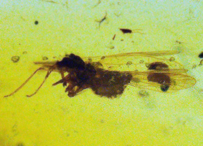 大きい、25ミリ級！多種多様な虫を含み、透明度も高い、非常に美しいバーマイト（Burmite）（その3）