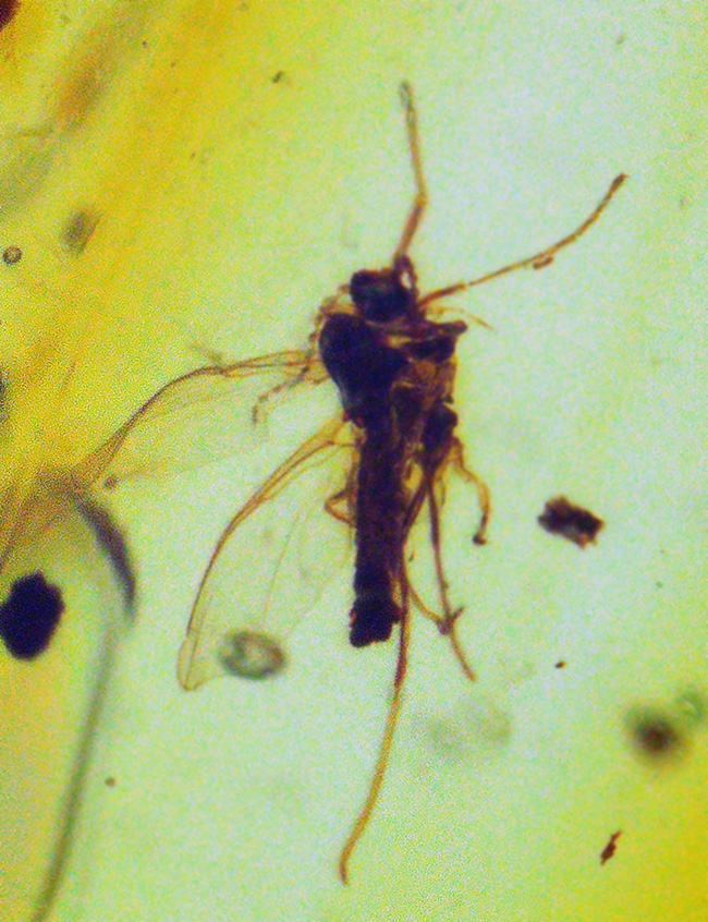 大きい、25ミリ級！多種多様な虫を含み、透明度も高い、非常に美しいバーマイト（Burmite）（その4）