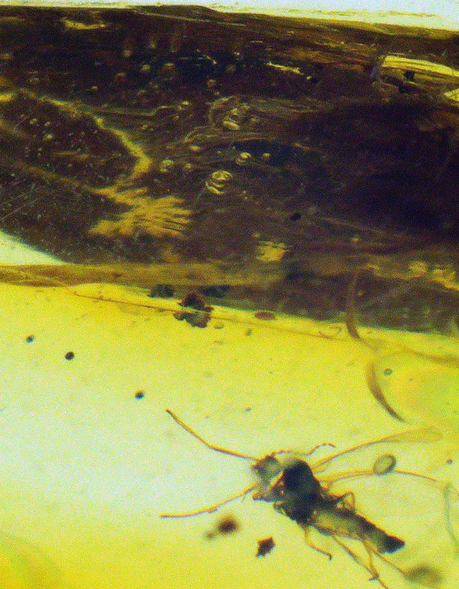 大きい、25ミリ級！多種多様な虫を含み、透明度も高い、非常に美しいバーマイト（Burmite）（その5）