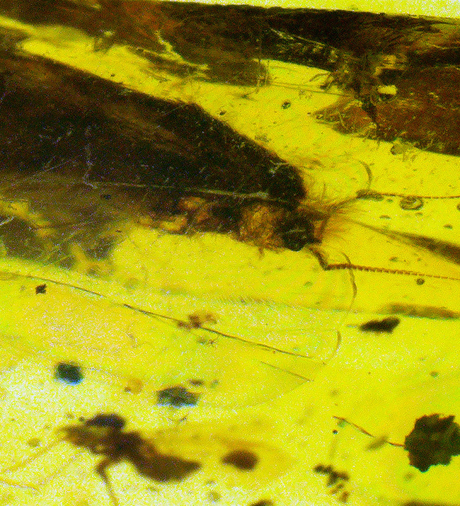 大きい、25ミリ級！多種多様な虫を含み、透明度も高い、非常に美しいバーマイト（Burmite）（その6）