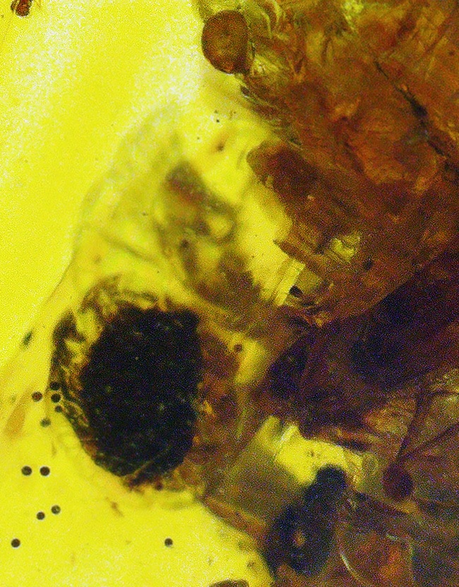 大きい、25ミリ級！多種多様な虫を含み、透明度も高い、非常に美しいバーマイト（Burmite）（その7）