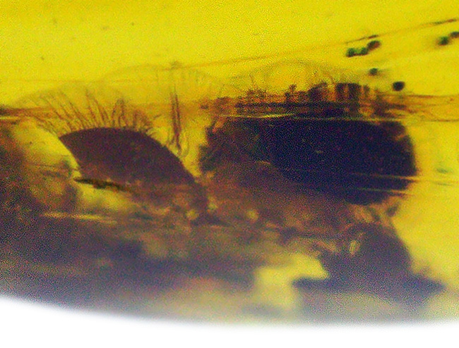 大きい、25ミリ級！多種多様な虫を含み、透明度も高い、非常に美しいバーマイト（Burmite）（その8）